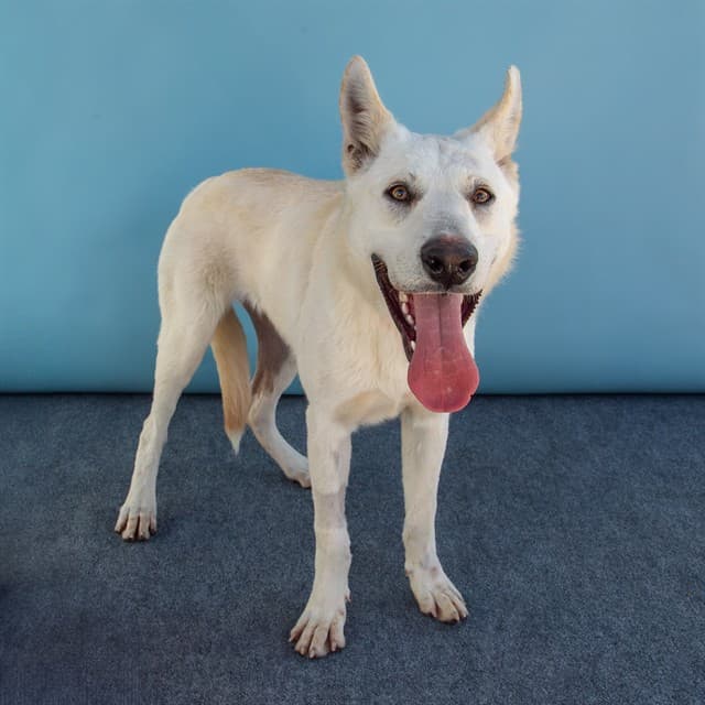 Caramel, a German Shepherd, available for adoption