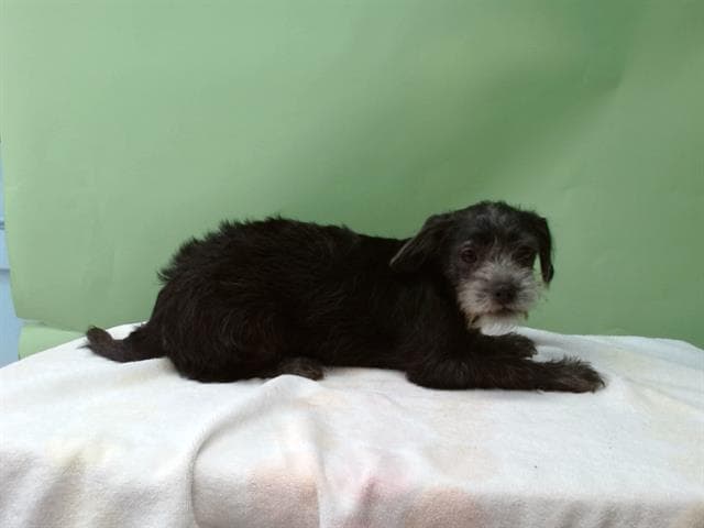 A5738475, a Yorkshire Terrier Yorkie, available for adoption