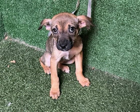 Freckles, a German Shepherd, available for adoption