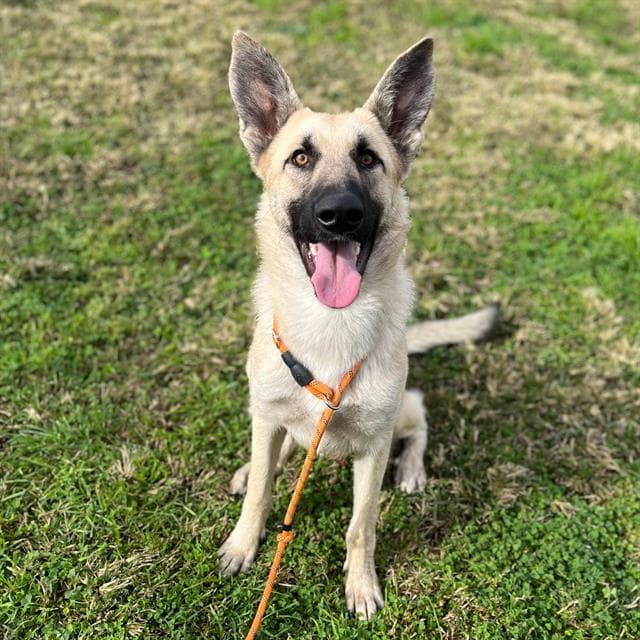 King, a Anatolian Shepherd, available for adoption