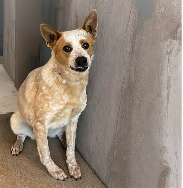 Sunny, a Australian Cattle Dog/Blue Heeler, available for adoption