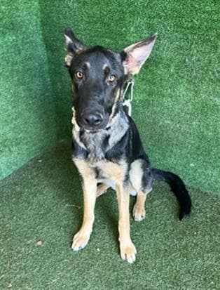 Ariel, a German Shepherd, available for adoption