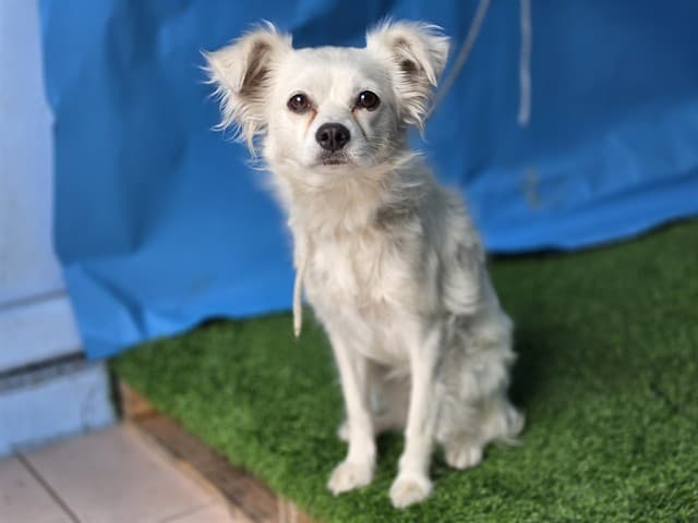 A5788839, a Maltese, available for adoption