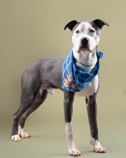 Oswald, a Terrier, available for adoption