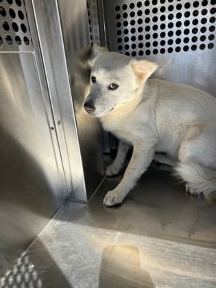 Vanilla, a Great Pyrenees, available for adoption
