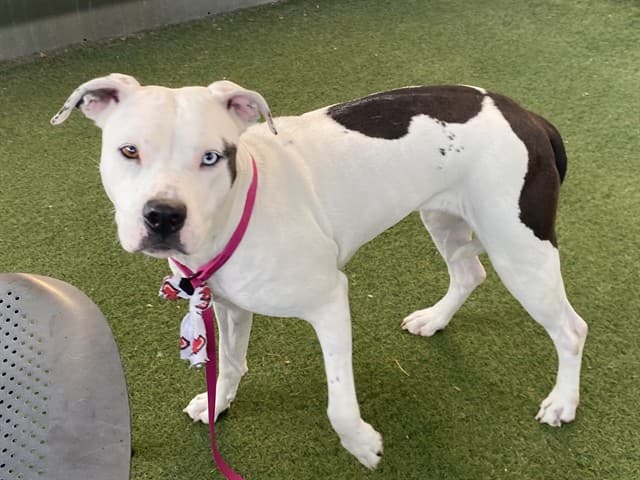 Mrs Cocoa, a Pit Bull Terrier (mix breed), available for adoption