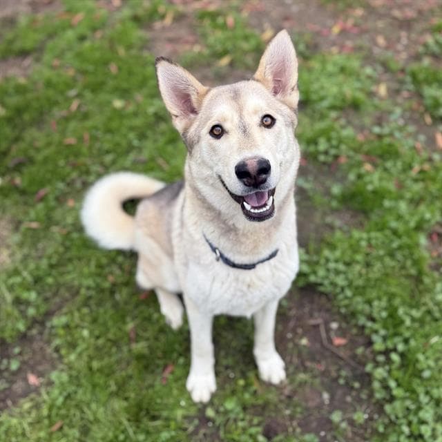 Valencia, a Siberian Husky, available for adoption