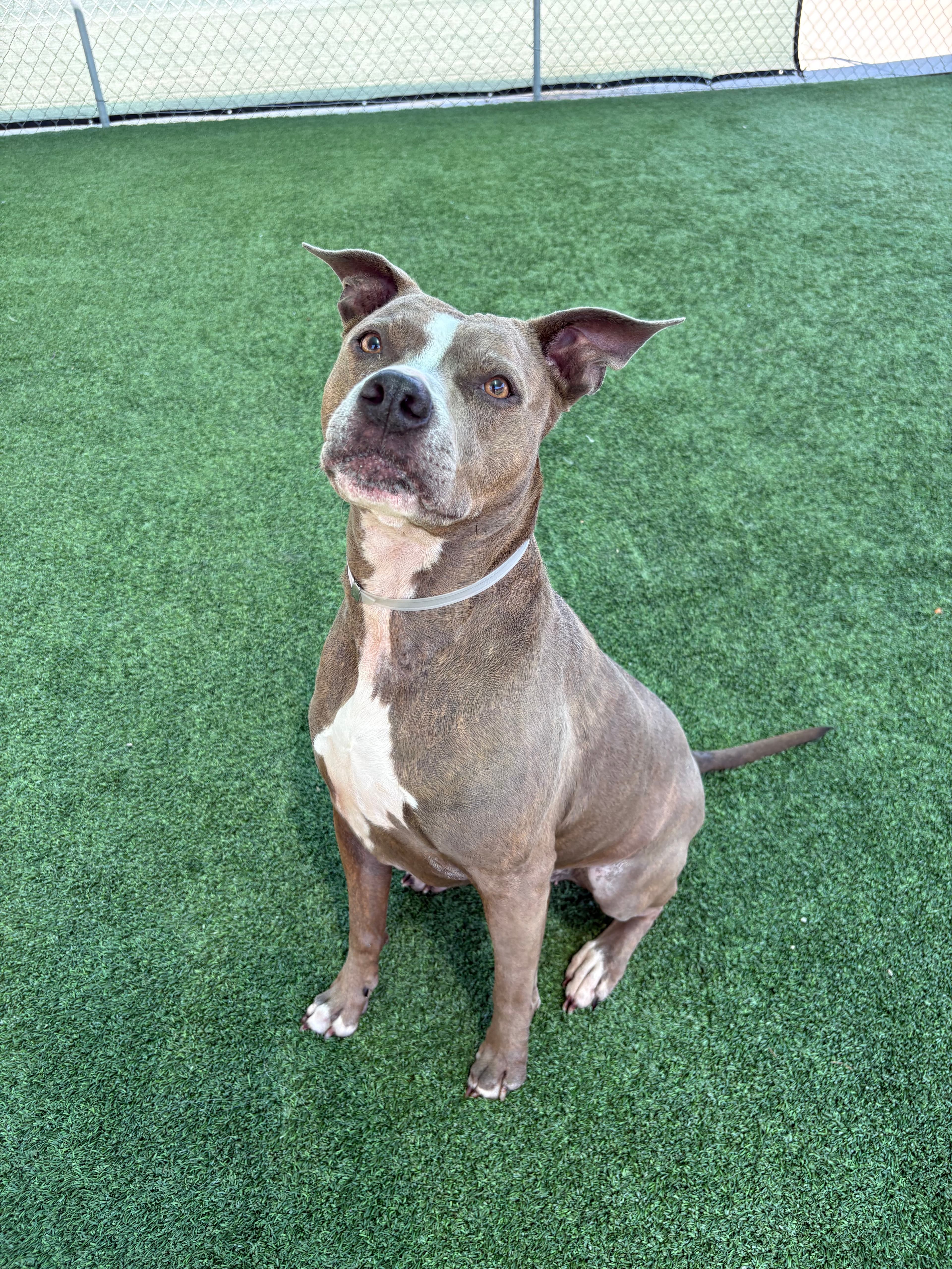 Zoey, a Pit Bull Terrier, available for adoption
