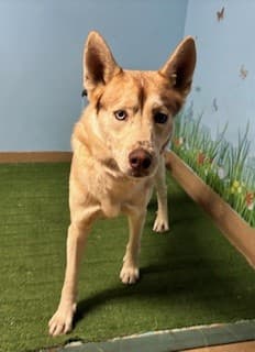 Mulder, a Siberian Husky, available for adoption