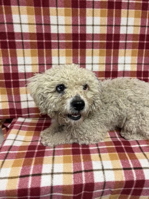 Claus, a Poodle, available for adoption