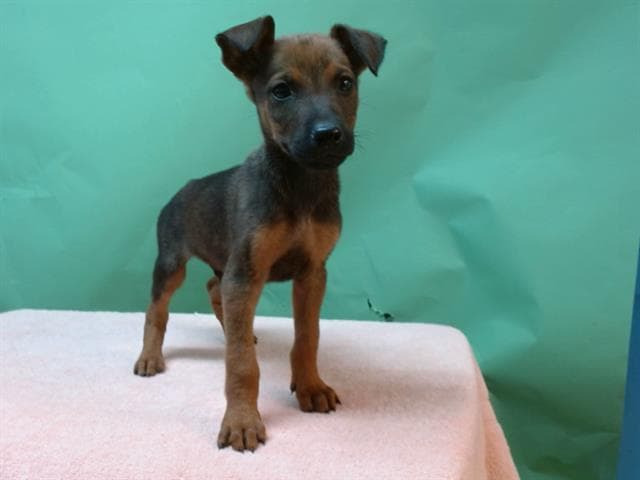 Brawny, a Doberman Pinscher, available for adoption