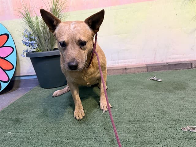 Walter, a Australian Cattle Dog/Blue Heeler, available for adoption