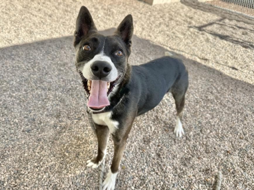 Jingle Pringle, a Australian Cattle Dog/Blue Heeler (mix breed), available for adoption