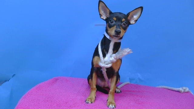 A5788971, a Miniature Pinscher, available for adoption