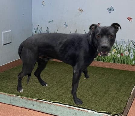 Hairy, a Pit Bull Terrier, available for adoption