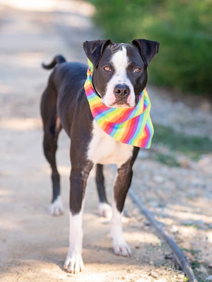 John Oliver, a Labrador Retriever, available for adoption
