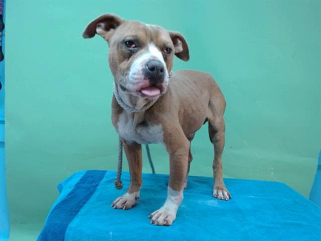 Bluey, a Pit Bull Terrier, available for adoption