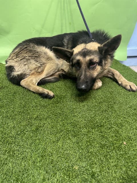 Hopkins, a German Shepherd, available for adoption