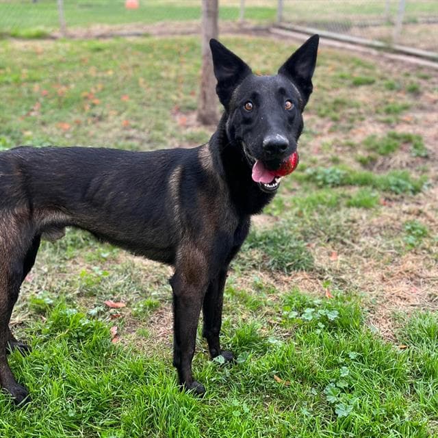 Canni, a Belgian Shepherd Malinois, available for adoption