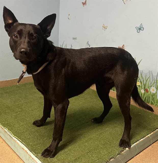 Yukon, a Labrador Retriever, available for adoption