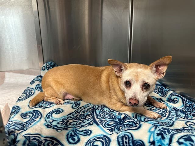 Luna, a Chihuahua, available for adoption
