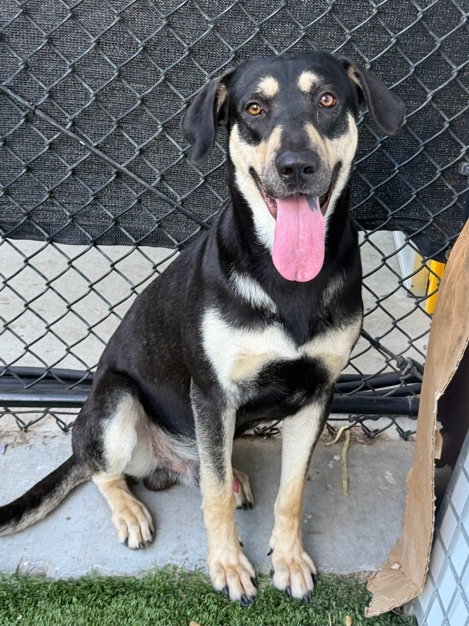 Clyde, a Black and Tan Coonhound (mix breed), available for adoption