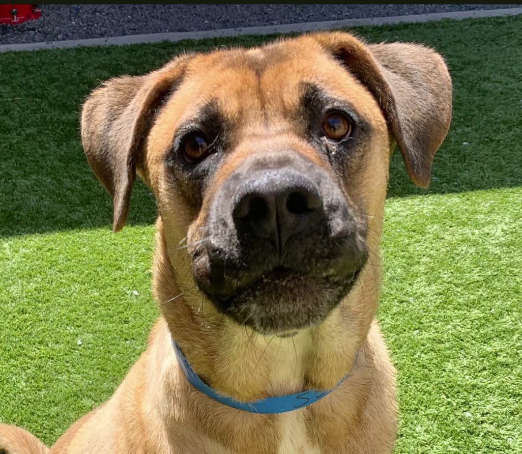 Goose, a Shepherd (mix breed), available for adoption