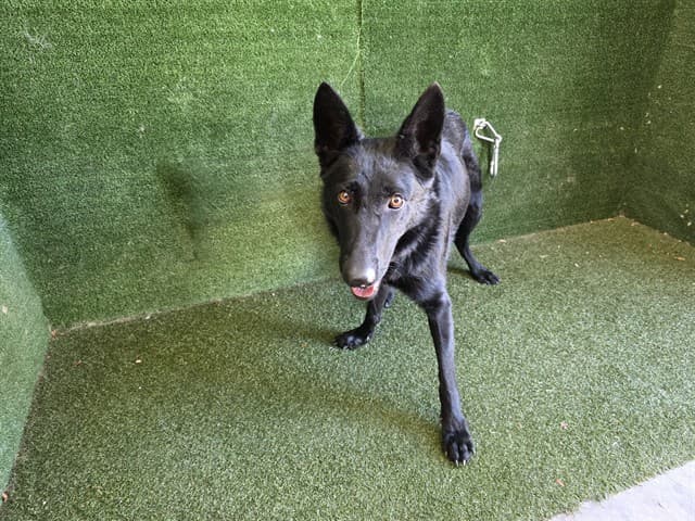 Ellie, a German Shepherd, available for adoption