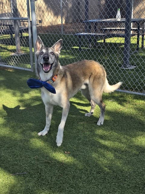 Kooper, a German Shepherd, available for adoption