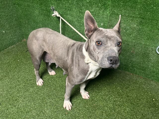 Pumpkin, a Pit Bull Terrier, available for adoption