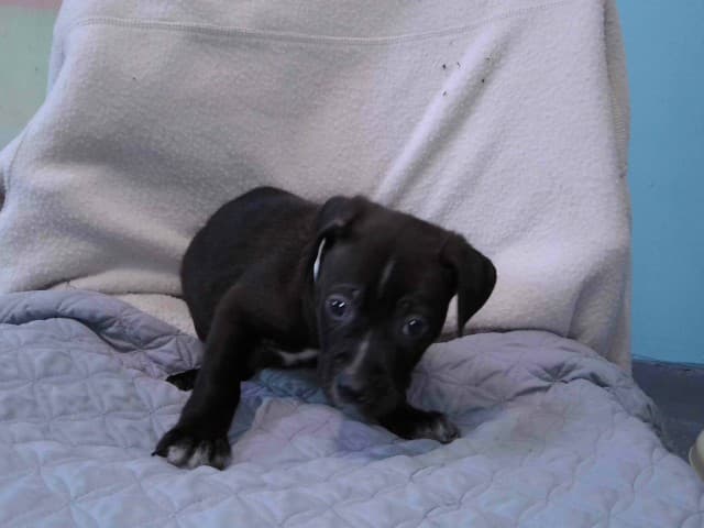 Obi, a Pit Bull Terrier, available for adoption