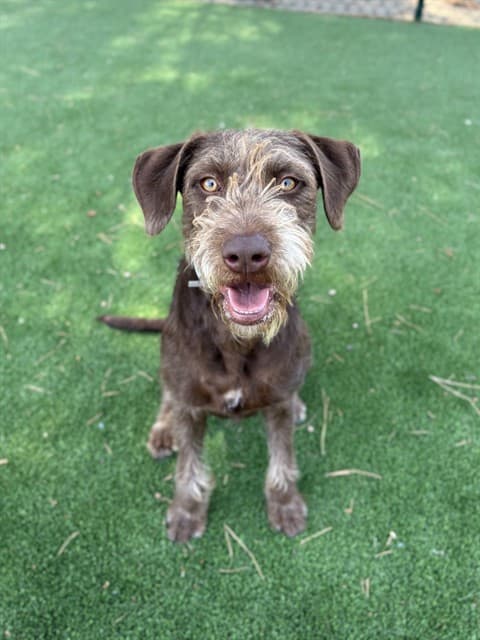 Brownie, a Poodle, available for adoption