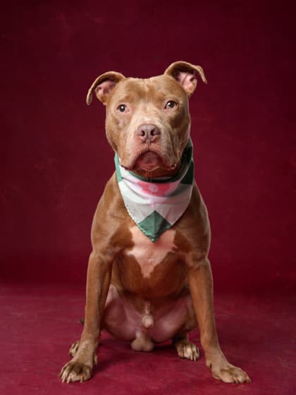 Hero4, a Pit Bull Terrier, available for adoption