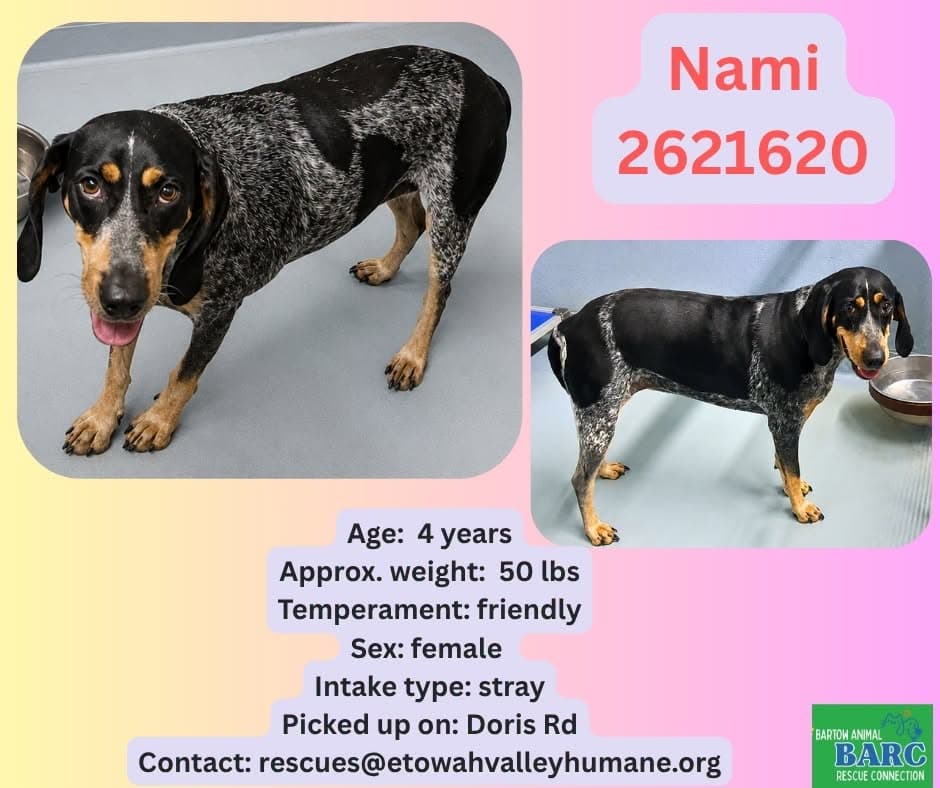 Nami, a Bluetick Coonhound, available for adoption