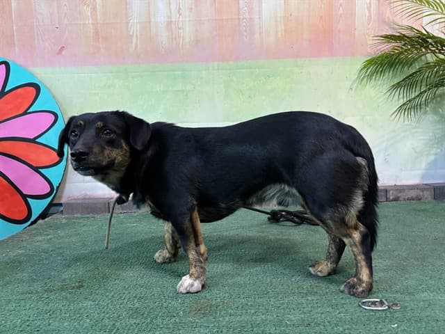 Niu Niu, a Terrier, available for adoption
