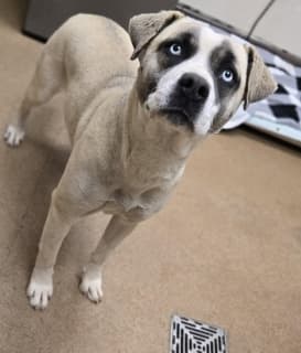 Glacier, a Labrador Retriever (mix breed), available for adoption