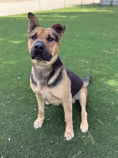 Bumble, a German Shepherd, available for adoption