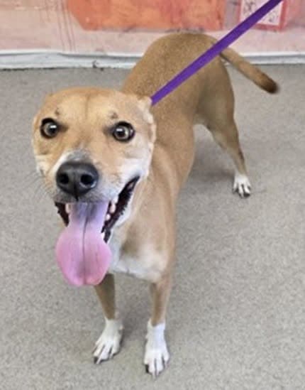 Derby, a German Shepherd (mix breed), available for adoption