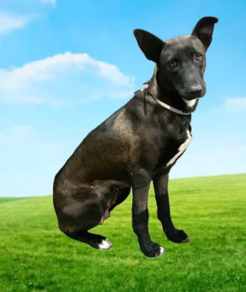 Alexis, a German Shepherd, available for adoption