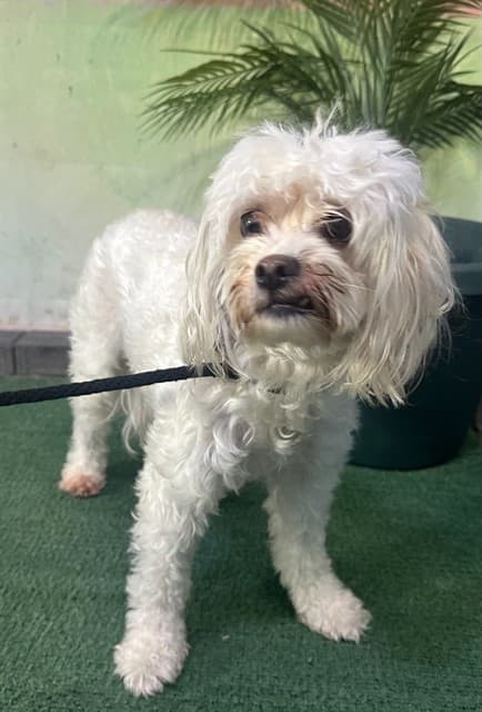 A5738184, a Maltese, available for adoption