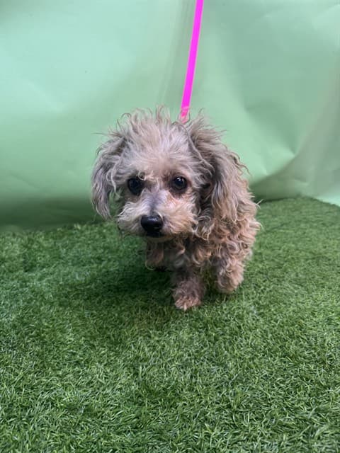 Fat Fat, a Maltese, available for adoption