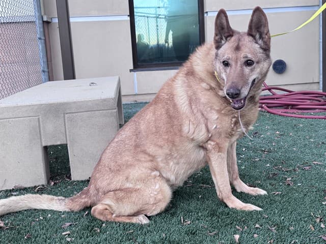 Bella, a German Shepherd, available for adoption