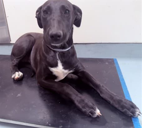Everest, a Labrador Retriever, available for adoption