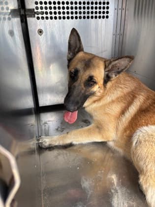 Lizzy, a German Shepherd, available for adoption