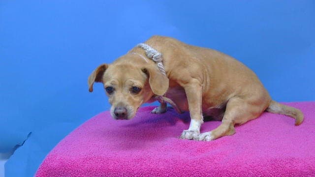 Brandy, a Dachshund, available for adoption