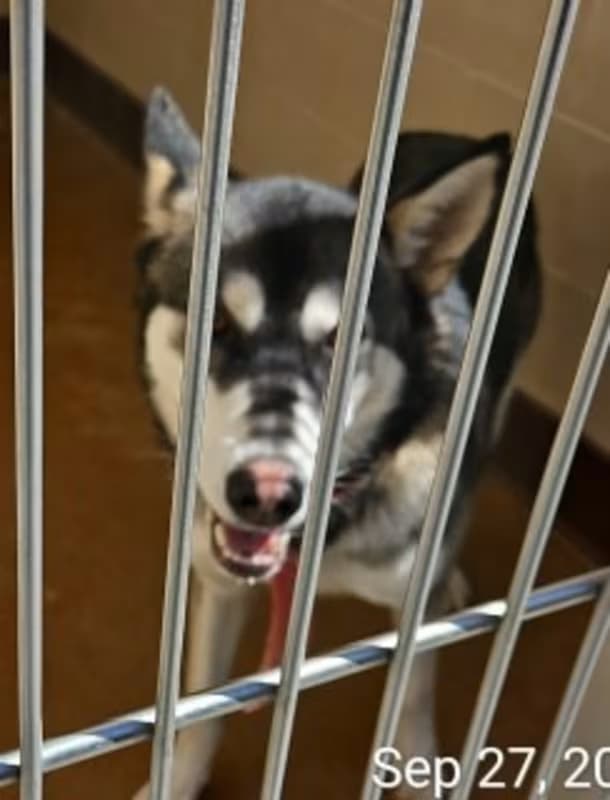 Dave, a Husky, available for adoption
