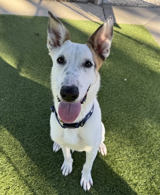 Frosty, a Fox Terrier, available for adoption