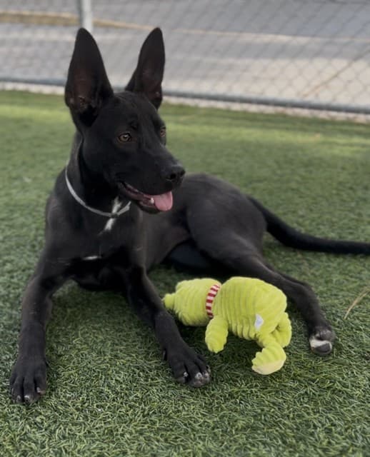 Sue, a Terrier, available for adoption