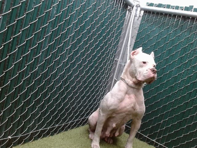 Blanca, a Dogo Argentino, available for adoption
