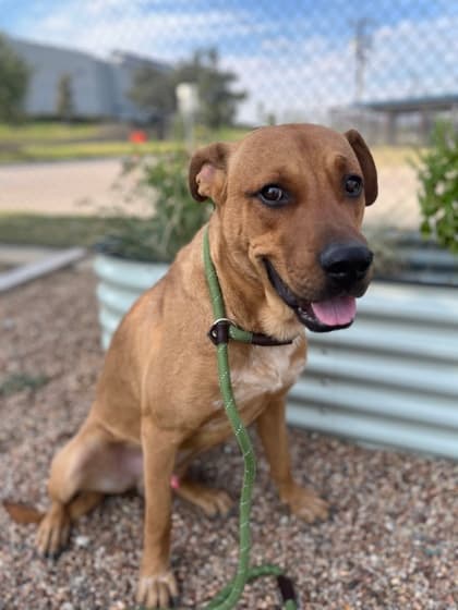 Harry, a Terrier, available for adoption